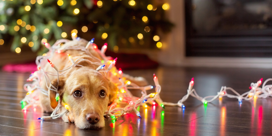 What Are The 12 Dangers of Christmas?